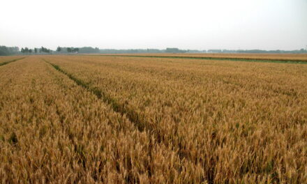 Photo: 麦田, Wheat Field, by FloraFeb