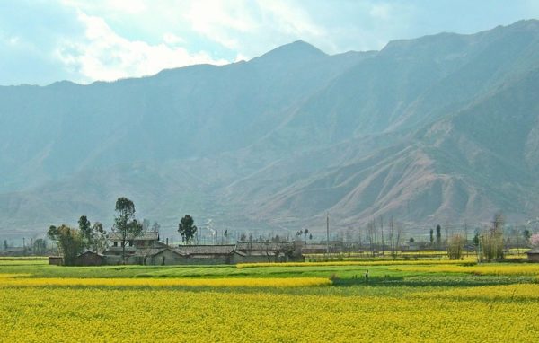 Rapeseed fields with mountain backdrop