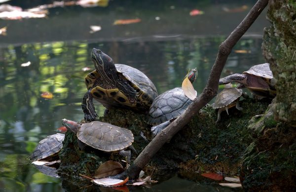 Photo: The Turtle pond, by Aardwolf6886