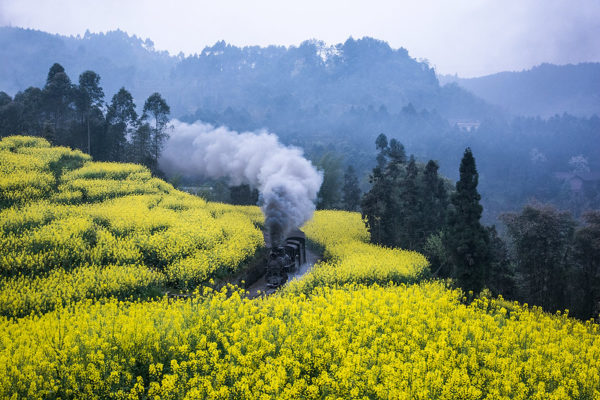 A small black steam train leaves behind a plume of smoke as it cuts through a field of bright yellow canola blooms, against misty forested hills.