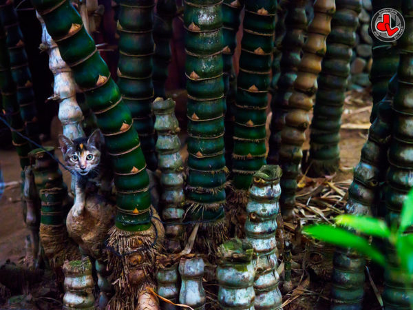 Photo: Find the meow 躲喵喵, by Jonathan Leung