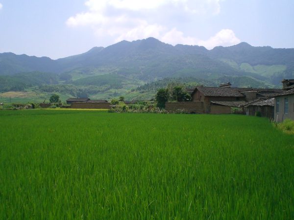 A deep green rice field stretches toward the distant forested hills. Bordering the field on the right is a collection of one-story mud-brick houses with tile rooftops and long mud-brick walls.