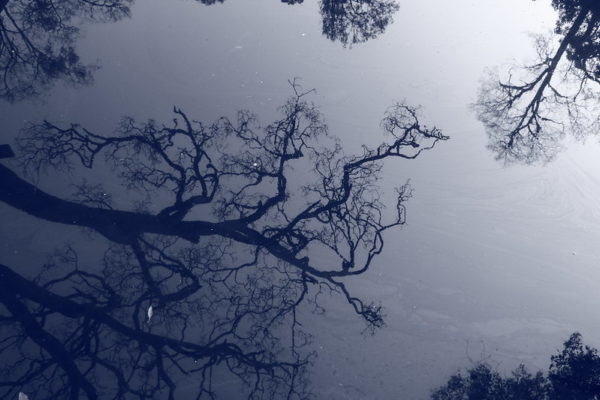 The bare branches of trees appear black, reflected in the gray surface of a pond at Hongfu Temple in Guiyang, Guizhou Province. A single white feather floats on the water like a ghostly leaf.