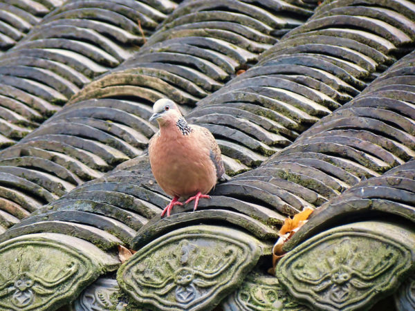 A spotted dove with bright red claws, a peach breast, a grey head, and black and white speckled neck feathers perches on the layered tile rooftop of a monastery in Chengdu, China.