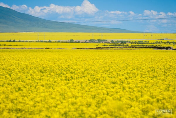 Fields of bright yellow flowers stretch into the distance, merging with a brilliant blue sky, puffy white clouds, and a long, low green hill.